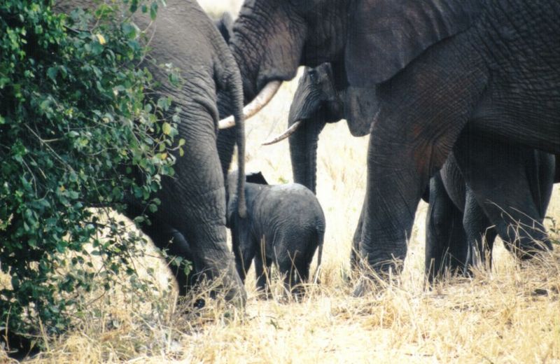 Dn-a0296-African Elephants-by Darren New.jpg