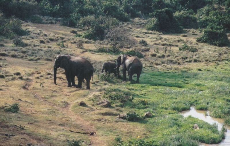 Dn-a0297-African Elephants-by Darren New.jpg