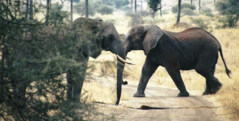 Dn-a0298-African Elephants-by Darren New.jpg