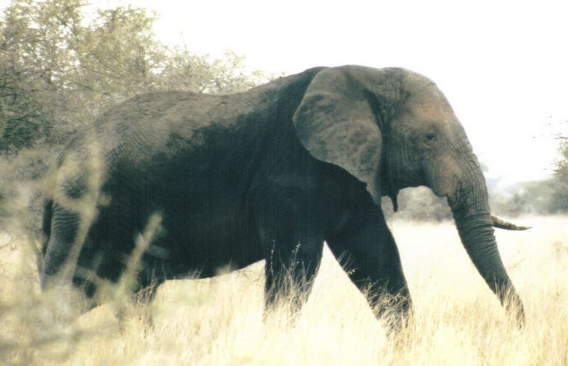 Dn-a0299-African Elephants-by Darren New.jpg