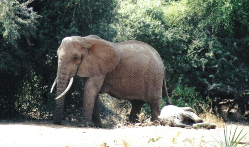 Dn-a0300-African Elephants-by Darren New.jpg