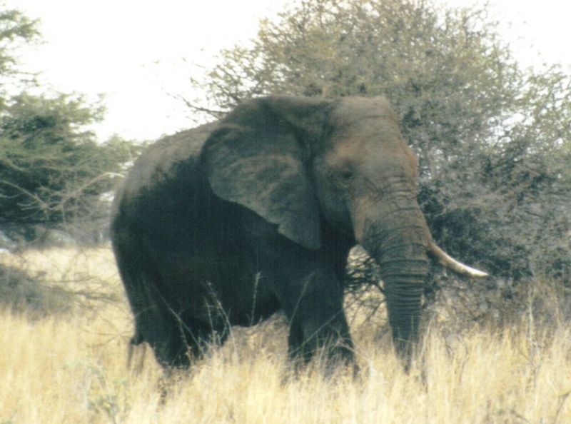 Dn-a0301-African Elephants-by Darren New.jpg