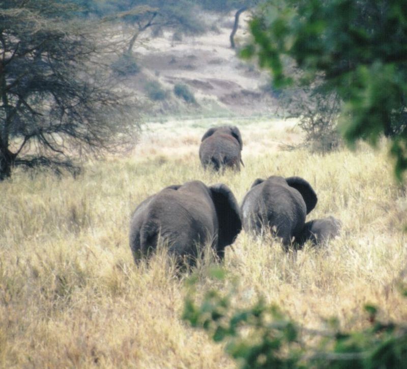 Dn-a0302-African Elephants-by Darren New.jpg