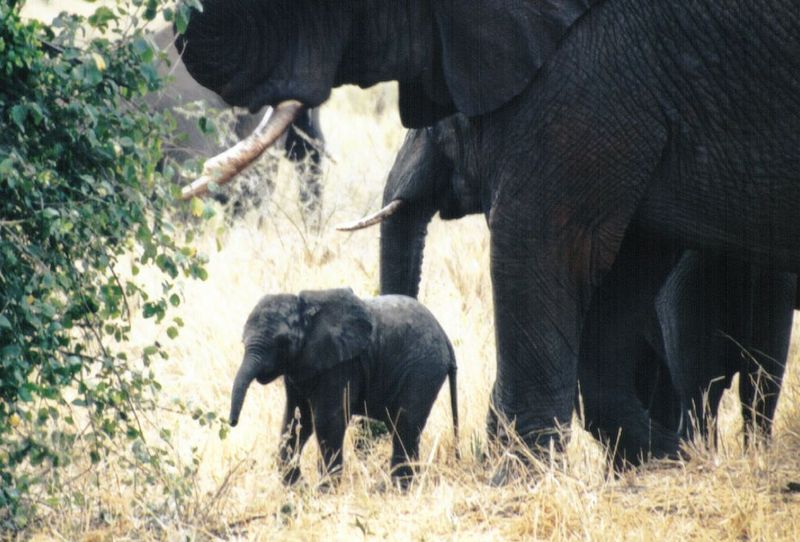 Dn-a0303-African Elephants-by Darren New.jpg