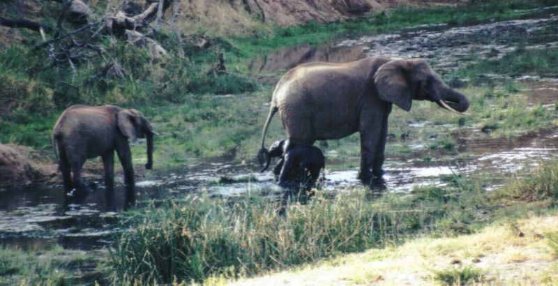 Dn-a0306-African Elephants-by Darren New.jpg