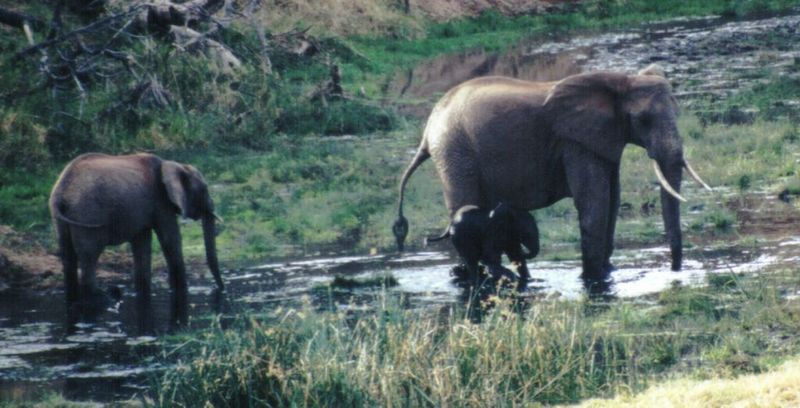 Dn-a0307-African Elephants-by Darren New.jpg
