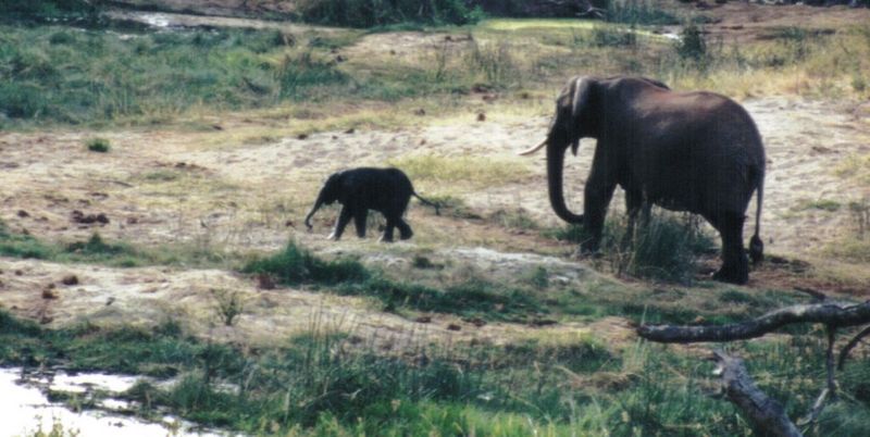 Dn-a0310-African Elephants-by Darren New.jpg