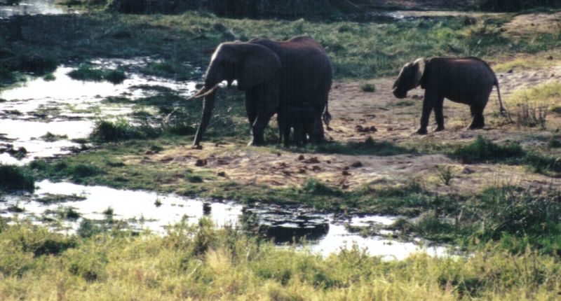 Dn-a0314-African Elephants-by Darren New.jpg