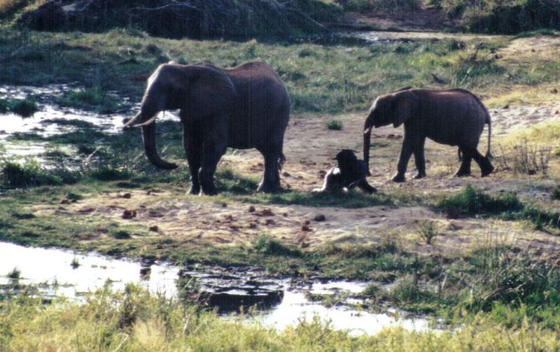 Dn-a0315-African Elephants-by Darren New.jpg