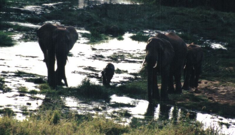 Dn-a0317-African Elephants-by Darren New.jpg
