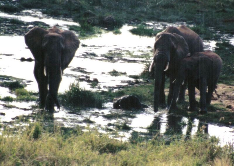 Dn-a0318-African Elephants-by Darren New.jpg