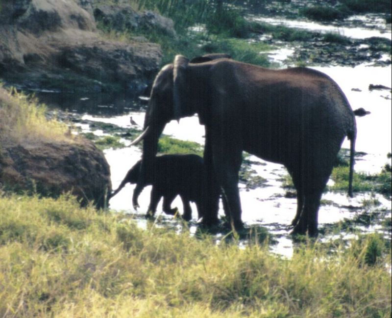 Dn-a0322-African Elephants-by Darren New.jpg