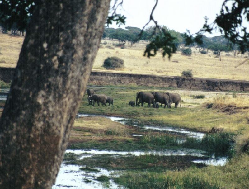 Dn-a0325-African Elephants-by Darren New.jpg