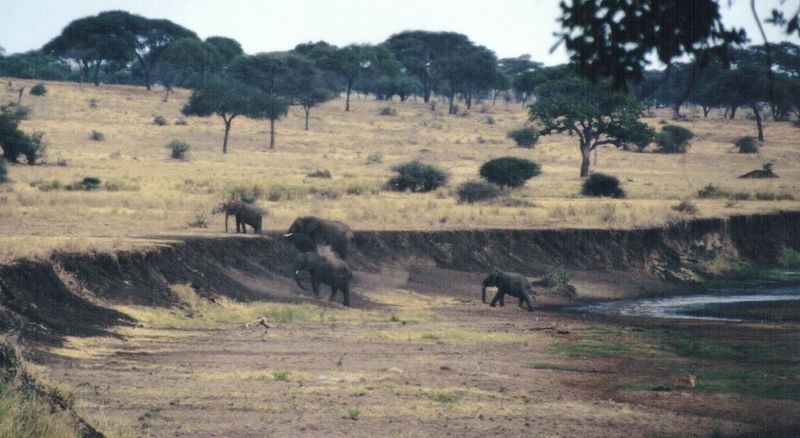 Dn-a0326-African Elephants-by Darren New.jpg