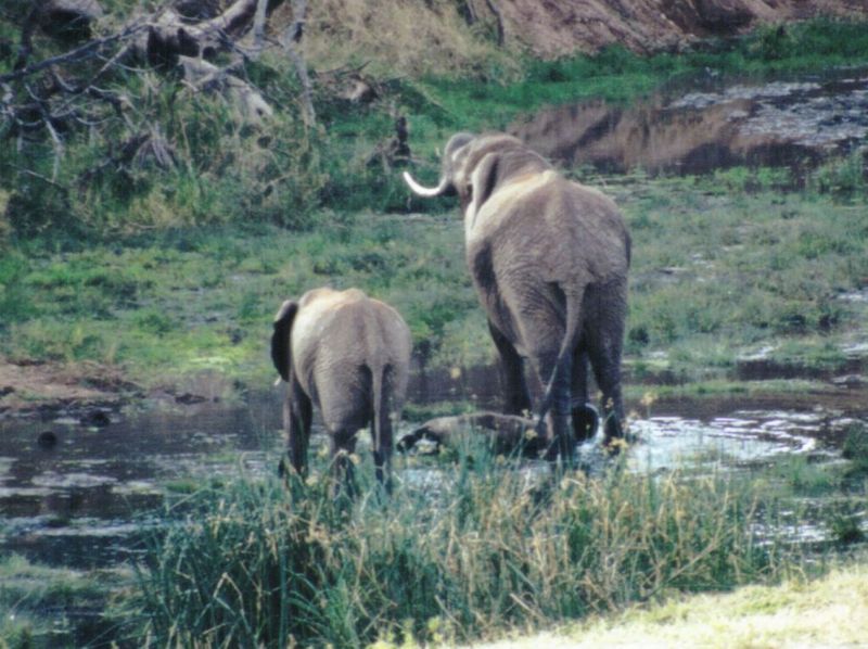 Dn-a0327-African Elephants-by Darren New.jpg