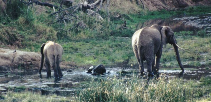 Dn-a0329-African Elephants-by Darren New.jpg