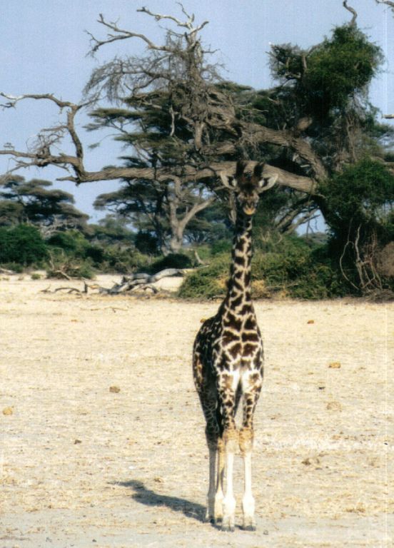 Dn-a0331-Giraffe-by Darren New.jpg