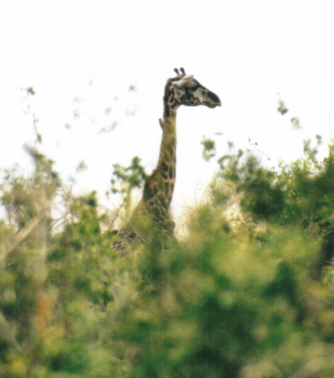 Dn-a0361-Giraffe-by Darren New.jpg