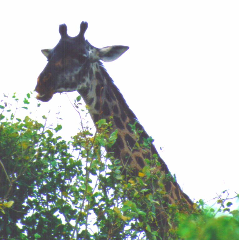 Dn-a0363-Giraffe-by Darren New.jpg