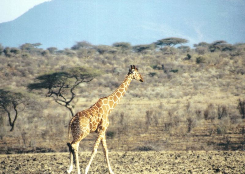 Dn-a0364-Giraffe-by Darren New.jpg
