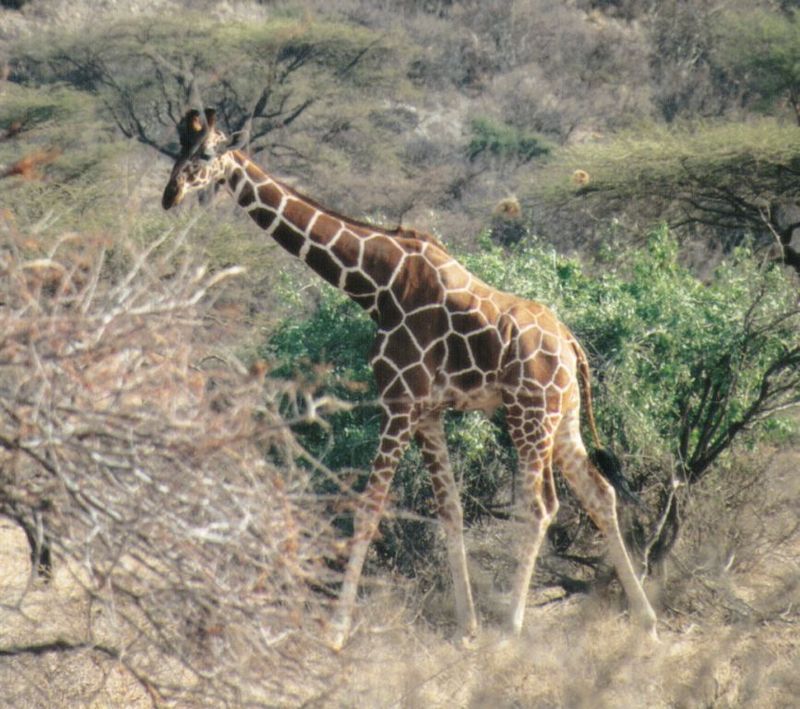 Dn-a0365-Giraffe-by Darren New.jpg