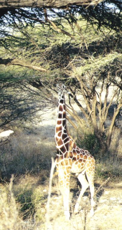 Dn-a0367-Giraffe-by Darren New.jpg