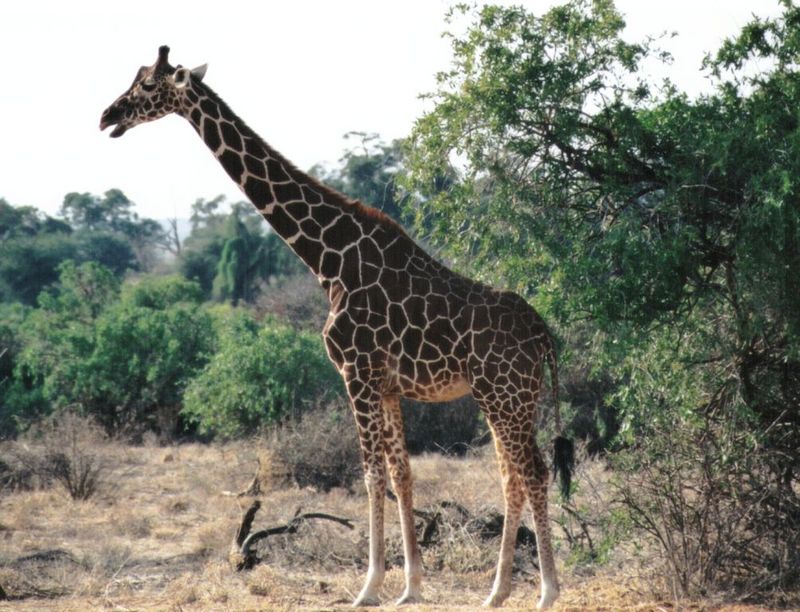 Dn-a0368-Giraffe-by Darren New.jpg