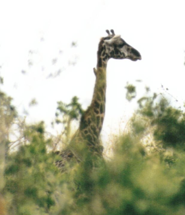 Dn-a0370-Giraffe-by Darren New.jpg