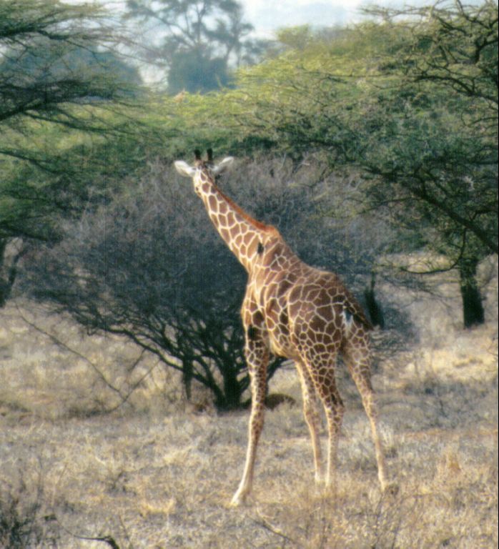 Dn-a0373-Giraffe-by Darren New.jpg