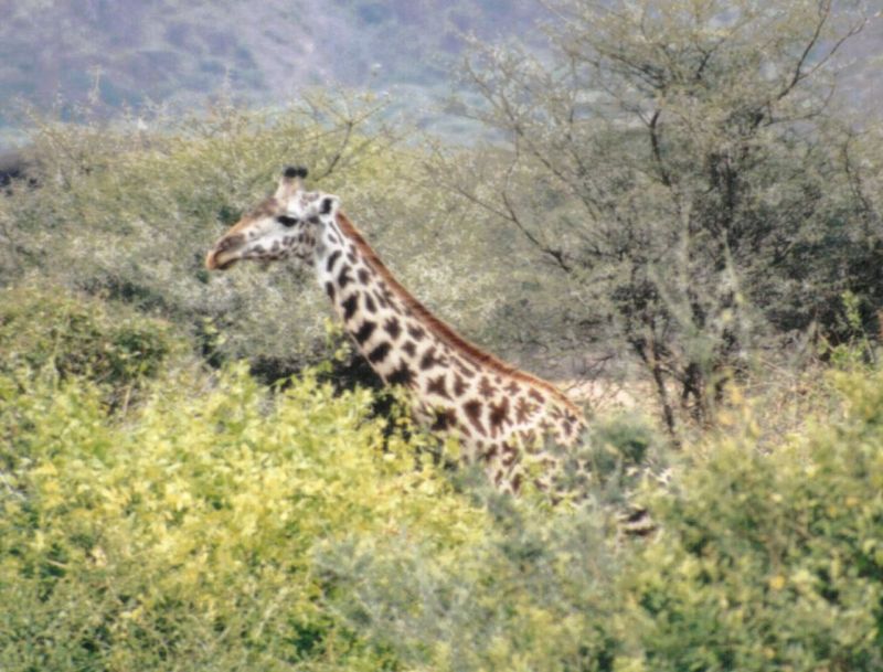 Dn-a0376-Giraffe-by Darren New.jpg