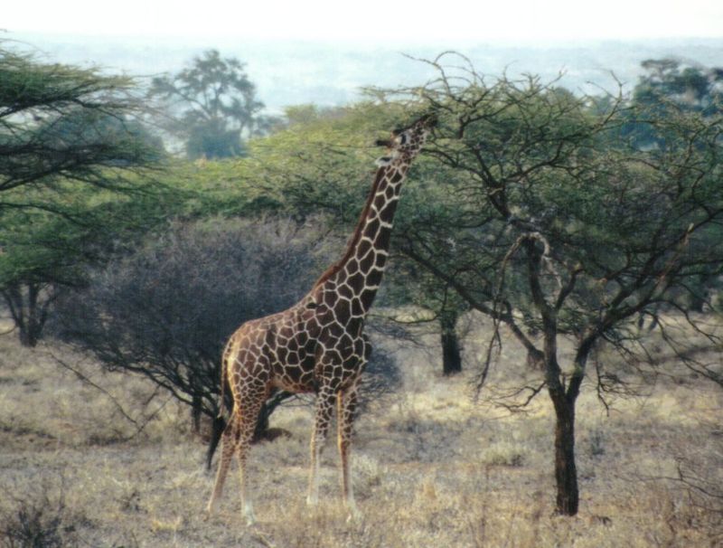 Dn-a0377-Giraffe-by Darren New.jpg