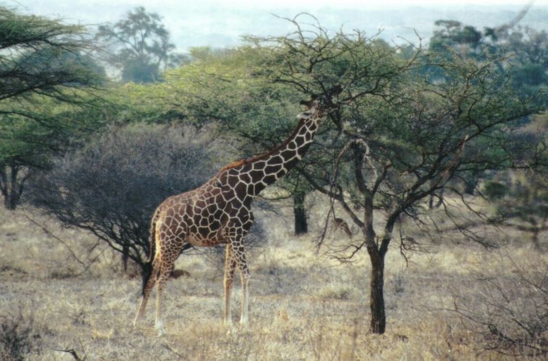 Dn-a0380-Giraffe-by Darren New.jpg