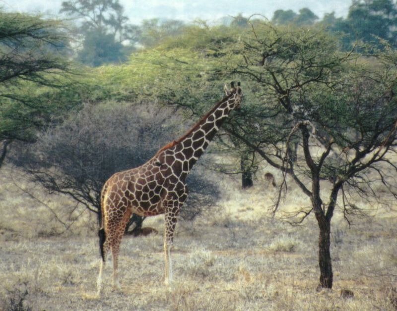 Dn-a0382-Giraffe-by Darren New.jpg