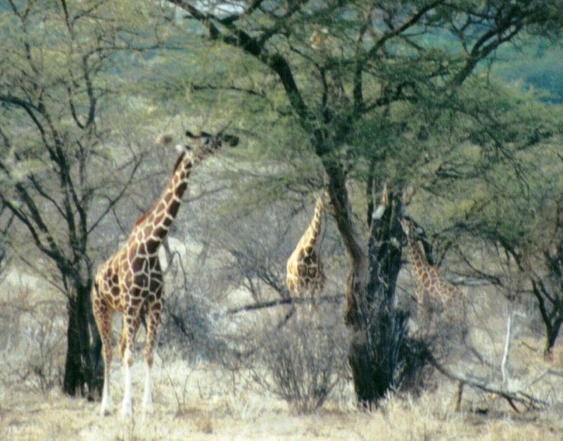 Dn-a0384-Giraffes-by Darren New.jpg