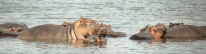 Dn-a0386-Hippos-by Darren New.jpg