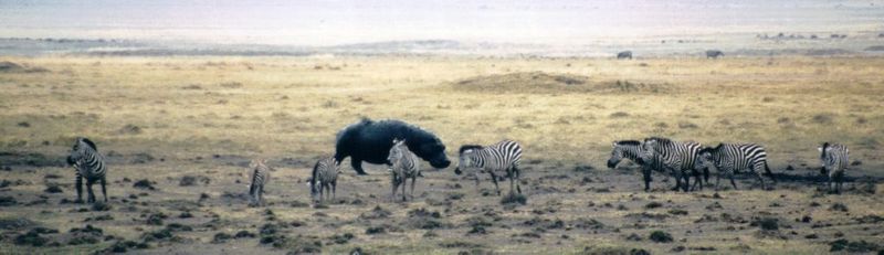 Dn-a0387-Plains Zebras and Hippo-by Darren New.jpg