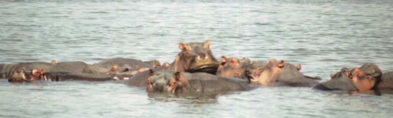 Dn-a0389-Hippos-by Darren New.jpg