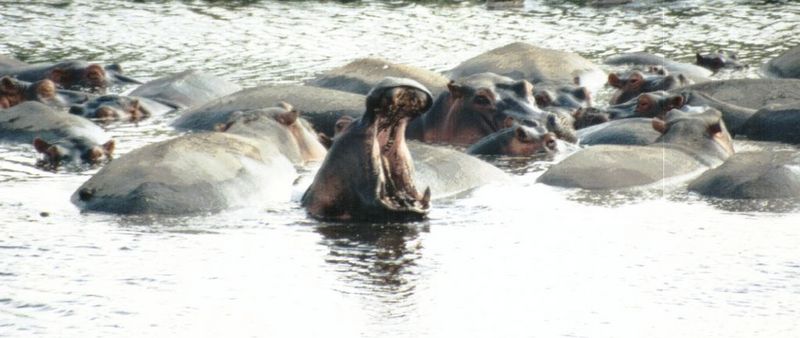 Dn-a0396-Hippos-by Darren New.jpg