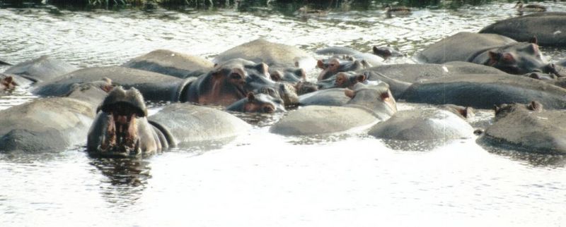 Dn-a0397-Hippos-by Darren New.jpg