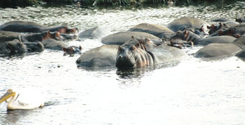 Dn-a0398-Hippos-by Darren New.jpg