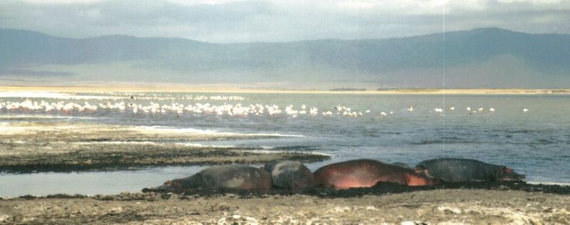 Dn-a0400-Hippos and Flamingos-by Darren New.jpg