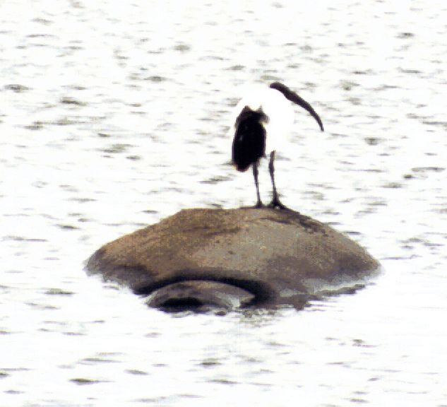 Dn-a0410-Scared Ibis on Hippo s back-by Darren New.jpg