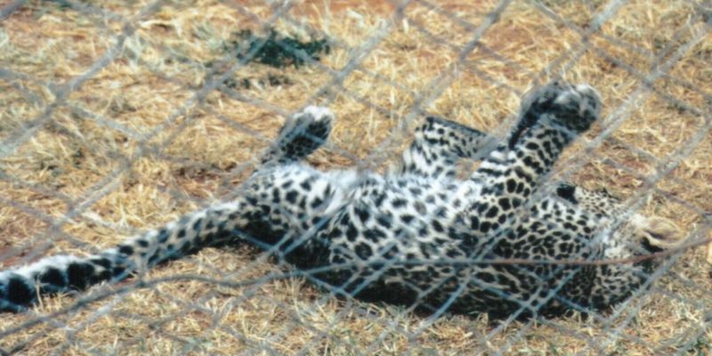Dn-a0419-African Leopard-by Darren New.jpg