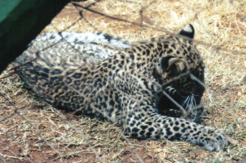 Dn-a0420-African Leopard-by Darren New.jpg
