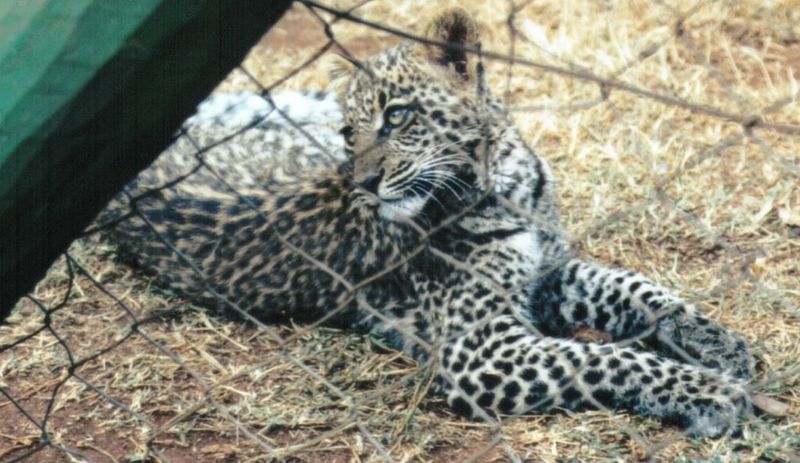 Dn-a0421-African Leopard-by Darren New.jpg