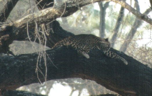 Dn-a0422-African Leopard-by Darren New.jpg