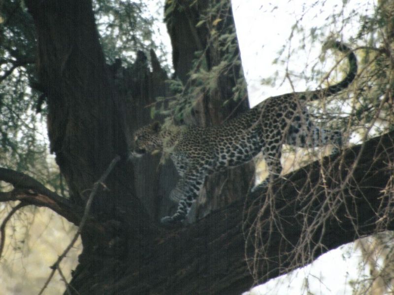 Dn-a0423-African Leopard-by Darren New.jpg