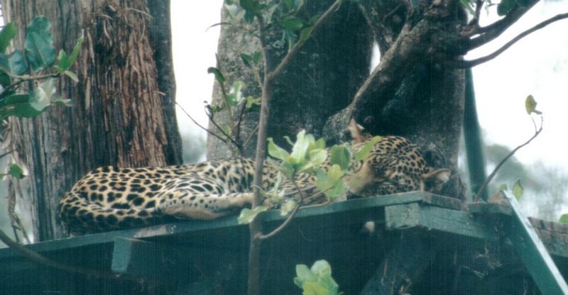 Dn-a0424-African Leopard-by Darren New.jpg