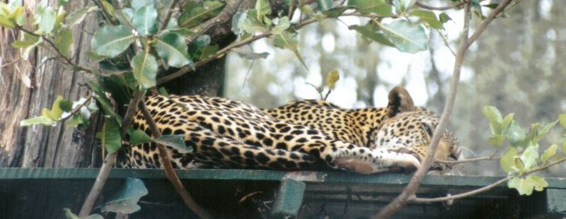 Dn-a0425-African Leopard-by Darren New.jpg