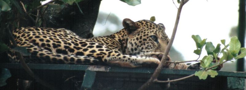 Dn-a0426-African Leopard-by Darren New.jpg